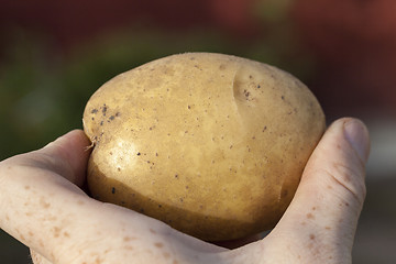 Image showing Potatoes in hand  