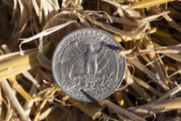 Image showing cereal farming field  