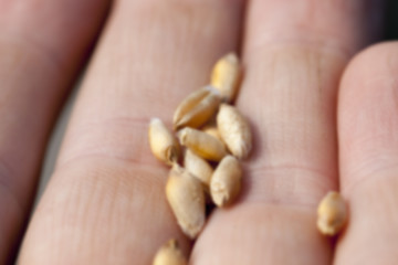 Image showing wheat, close-up  