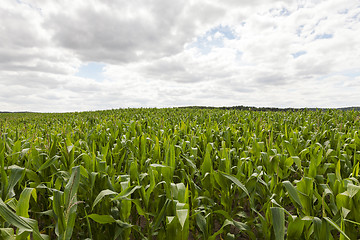 Image showing corn field, summer  