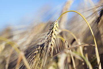 Image showing farm field cereals  