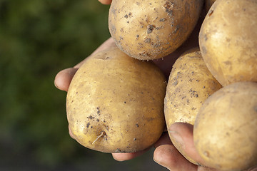 Image showing Potatoes in hand  