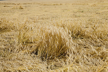 Image showing ripe yellow cereals  