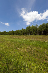 Image showing trees in spring  