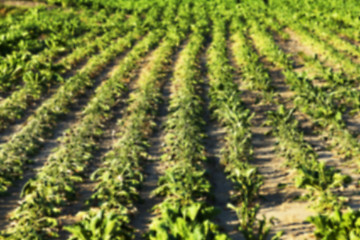 Image showing beetroot in field  