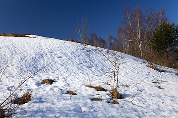 Image showing trees in winter  