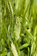 Image showing green cereals, close-up  