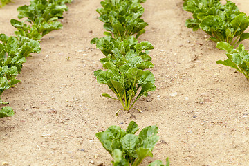 Image showing Field with sugar beet  