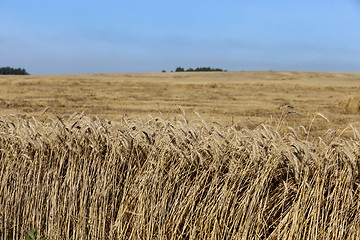 Image showing ripe yellow cereals 