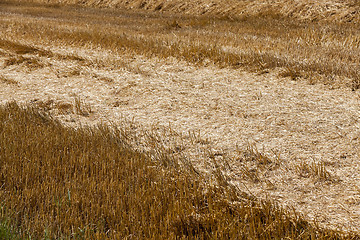 Image showing cereal farming field  