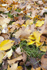 Image showing Autumn Park, overcast  