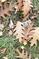 Image showing Autumn Park, overcast  