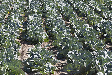 Image showing Field of cabbage, spring 