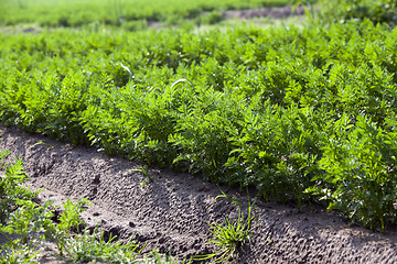 Image showing Field with carrot 