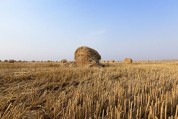 Image showing stack of straw in the field 