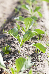 Image showing Field of cabbage, spring  