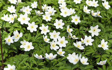 Image showing  white spring flowers.