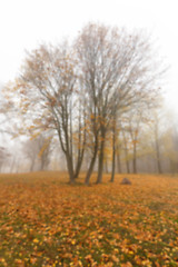 Image showing Autumn Park, overcast  