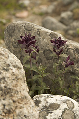 Image showing Wild flowers