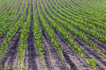 Image showing Corn field, summer 