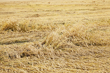 Image showing ripe yellow cereals  