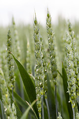 Image showing agricultural field wheat  