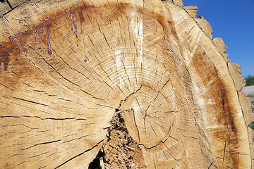 Image showing tree harvesting, close-up 