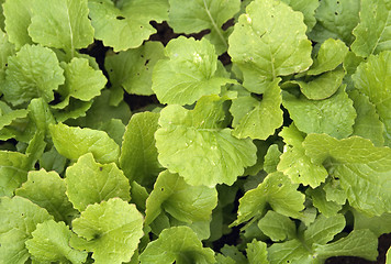 Image showing Lettuce