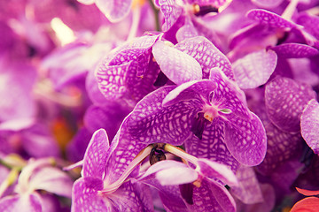 Image showing beautiful orchid flowers