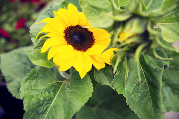 Image showing close up of blooming sunflower in garden