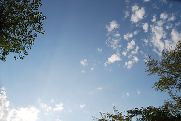 Image showing sky and tree background