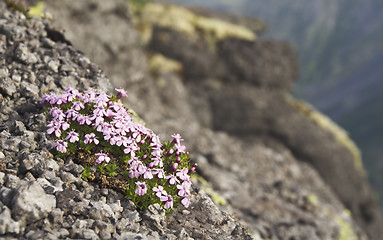 Image showing Wild flowers