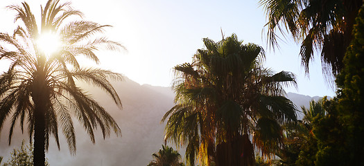 Image showing palms against palms