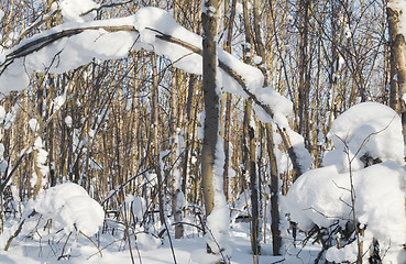 Image showing Snowy trees