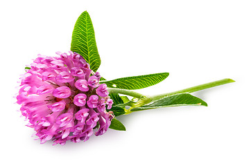 Image showing Clover flower with green leaves