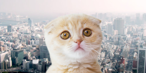 Image showing close up of scottish fold kitten over city