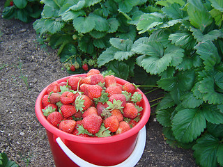 Image showing strawberry