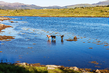 Image showing bathing nymphs