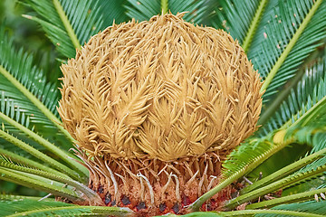 Image showing Sago Palm Cone