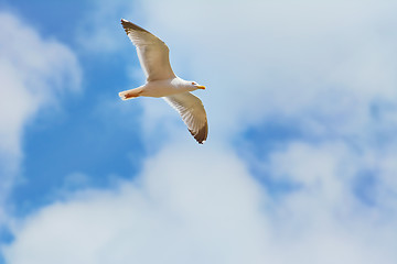 Image showing Seagull in the Sky