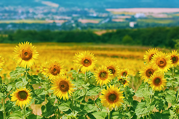Image showing Ripe Yellow Sunflowers 