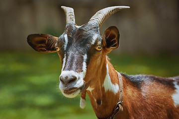 Image showing Portrait of Nanny Goat