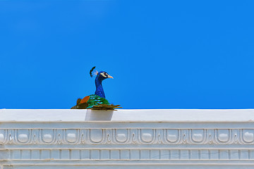 Image showing Peacock on the Entablement