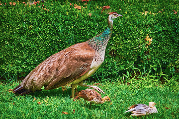 Image showing Peahen with Nestlings