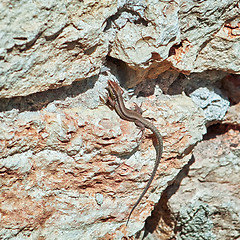 Image showing Lizard on the Rock