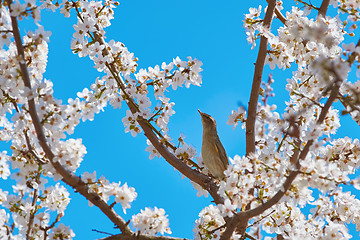 Image showing Spotted Flycatcher (Muscicapa Striata)