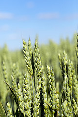 Image showing agricultural field wheat 