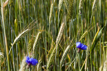 Image showing cornflowers on the field 