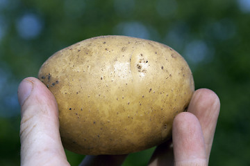 Image showing Potatoes in hand  