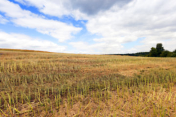 Image showing collection rapeseed crop  